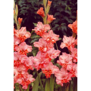 Саженцы Гладиолус Шейди Раффл