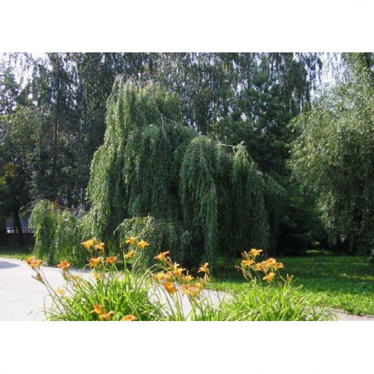 Ива плакучая (зеленая) - красивое озеленение Ива плакучая (зеленая) - красивое озеленение