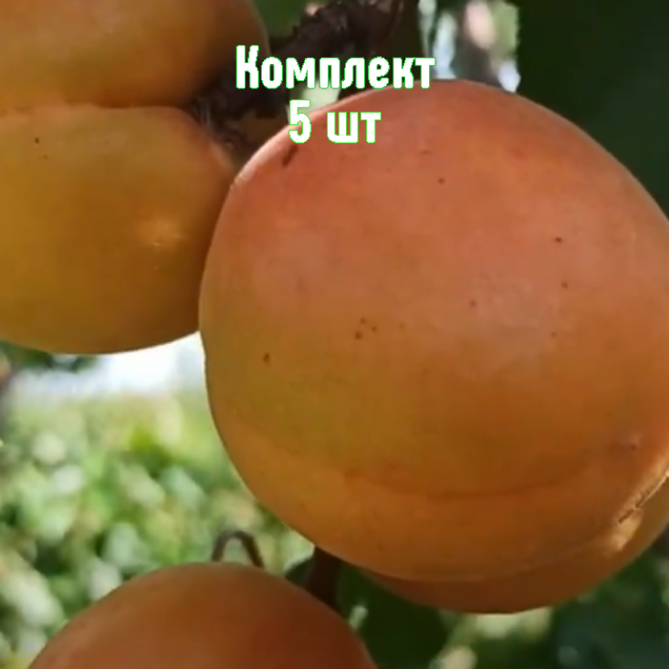 Комплект 5шт / Абрикос Орлик Ставрополья Комплект 5шт / Абрикос Орлик Ставрополья