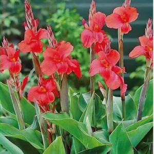 Саженцы Канна Миссис Оклахома