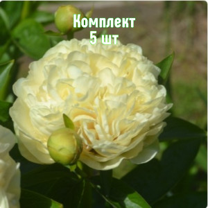 Саженцы Комплект 5шт / Пион Санни Бой