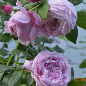 Саженцы Роза Спирит прерий (Spirit of Freedom) (шраб)